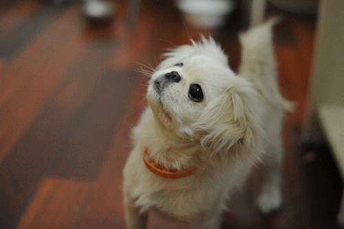 fx格式下设置为9幅/秒连拍抓拍到的画面     gif示意图:fx格式下9幅