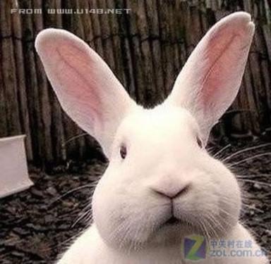 第1页:肥脸兔的悲剧1