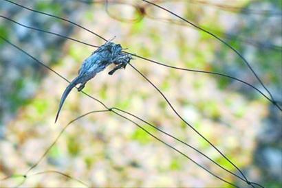 松江泰晤士小镇又现20米捕鸟网