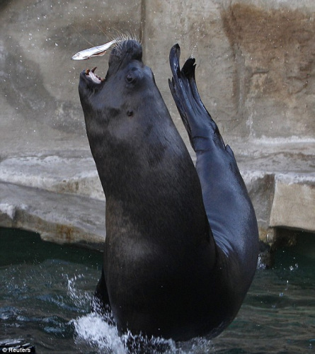 大膽飼養員把頭伸進海獅嘴裡為其檢查牙齒圖