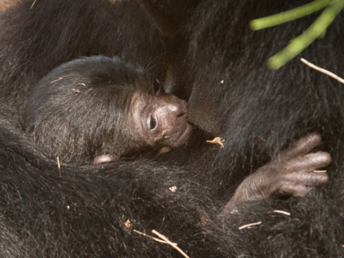 跟拍长臂猿母子:母猿搂幼崽喂奶展现母爱(图)