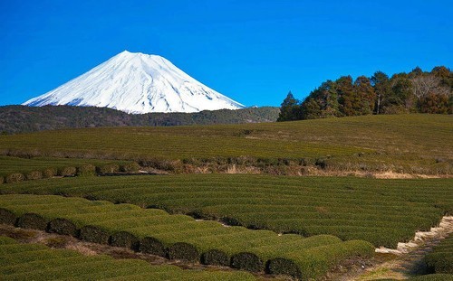 宛如仙境 春夏秋冬四季的富士山美景圖