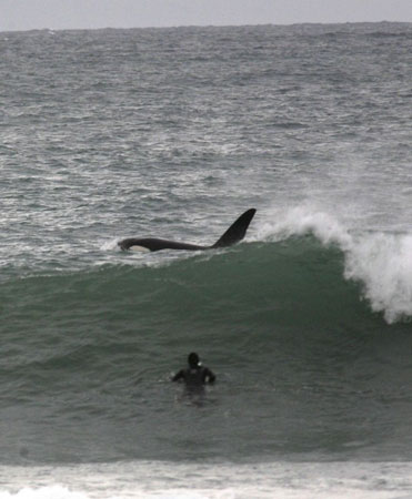 冲浪运动员与虎鲸浪中同游45分钟(图)