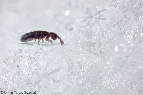 环境中的动物组冠军:雪花上的小跳虫