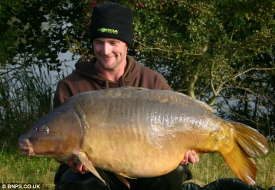 国外媒体报道,英国肯特郡康明布鲁克湖中的一条传奇镜鲤近日自然死亡