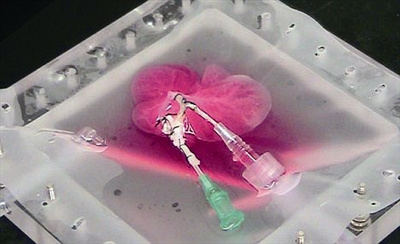 美国研究人员培育出人造肝脏