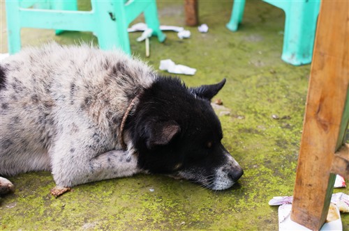 怎么看小狗吃饱了 1267051102_6NhZFZ.jpg