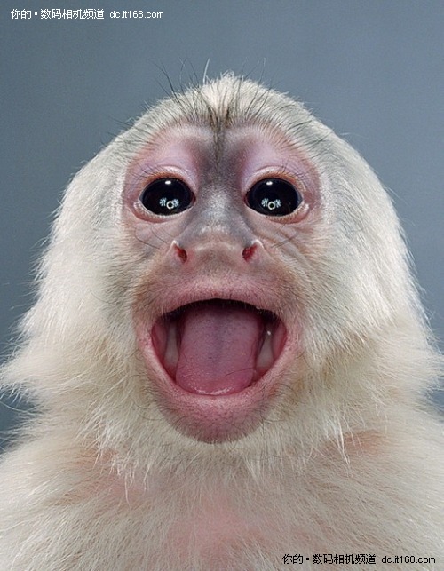 猴子表情十六猴子表情十七猴子表情十八猴子表情十九猴子表情二十