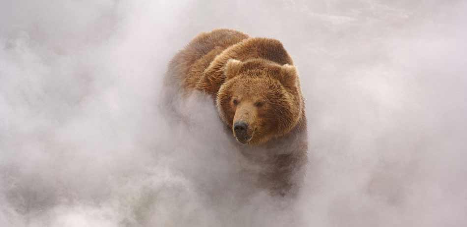 俄罗斯灰熊间歇泉谷享受蒸气浴