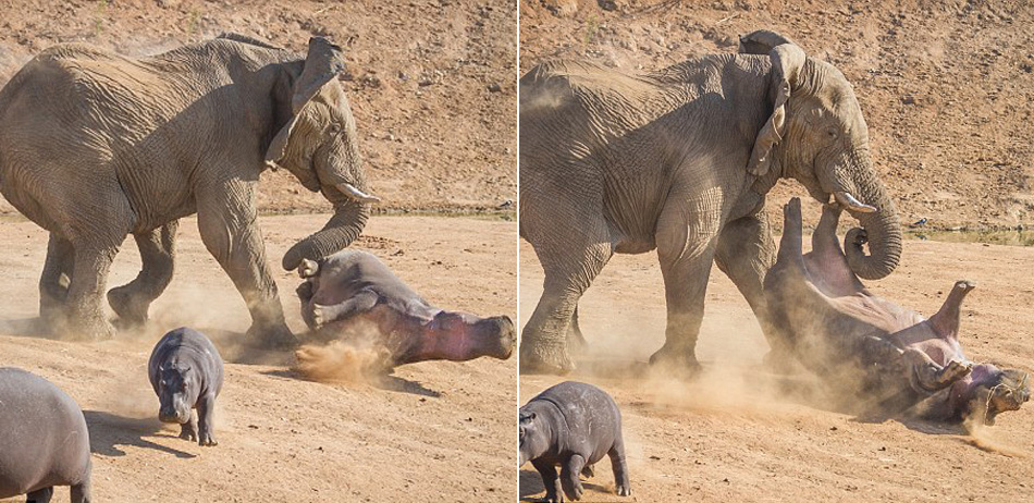 非洲母河马勇敢护幼仔被大象掀翻