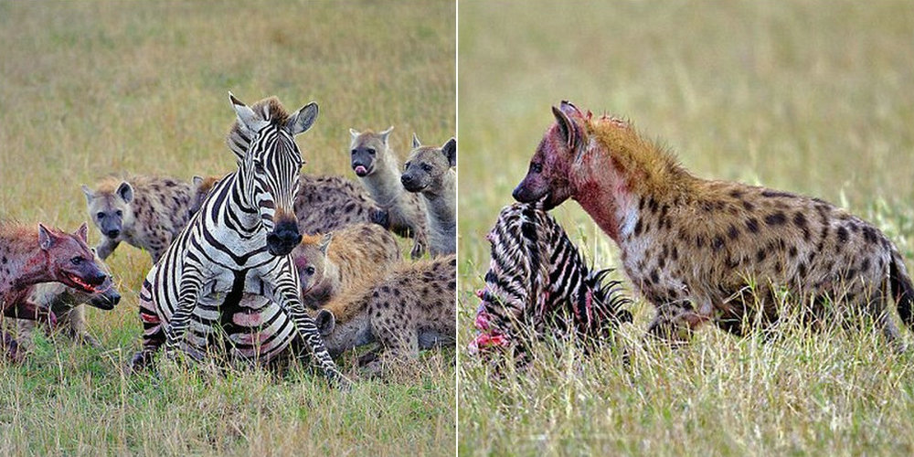 一周图片精选:残忍鬣狗将怀孕母斑马开膛破肚