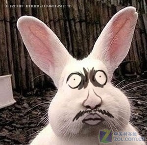 肥脸兔悲剧尖牙第2页:肥脸兔的悲剧2下一页是肥脸兔的悲剧2可是如果不
