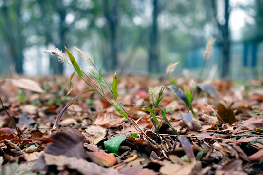 11月紫竹院拍摄,虫子基本冻死,只有枯草11月紫竹院拍摄超艳丽的颜色