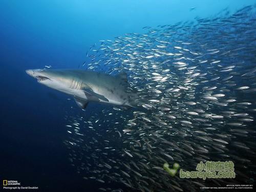 画面美仑美奂 《国家地理》精美壁纸