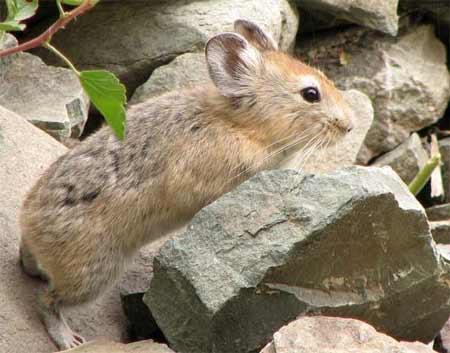 生活在草原上的鼠兔5300萬年前的兔類動物化石新浪科技訊 北京時間3月