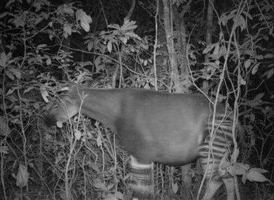 英国科学家首次拍到非洲独角兽(组图)