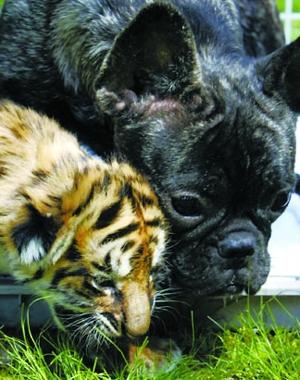 亲密无间的动物伙伴:蛤蟆背老鼠逃生(3)