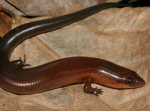 大湄公河流域10年发现千余新物种(组图)(2)