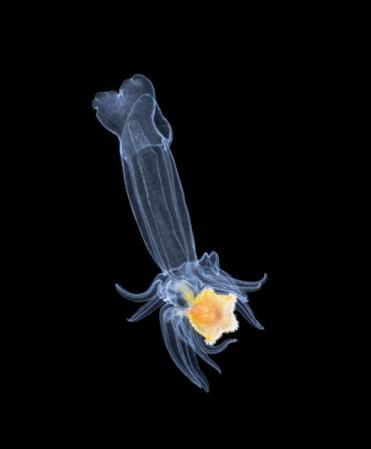 拍摄到一组令人吃惊的浮游生物照片,为人类展示了海洋生物的另一面
