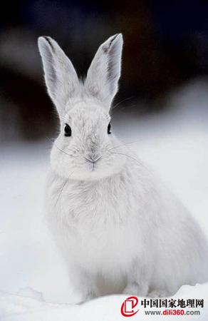 姓雪的动物:雪兔冷暖两季换衣裳(组图)_科学探索_科技时代_新浪网