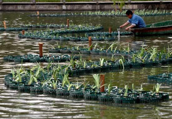 4月11日,合肥市杏花公园人工湖浮岛上种植的水生植物吸引了游人