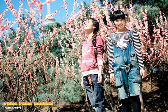 芭啦芭啦樱之花曲谱图片_芭啦芭啦樱之花