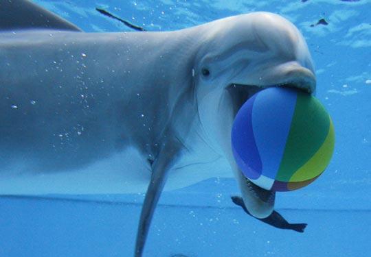 图文:喜欢在水中玩球的可爱海豚