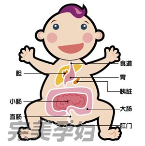 大便的形成宝宝吃下去的母乳,奶粉或是离乳食,首先会在口中混合唾液