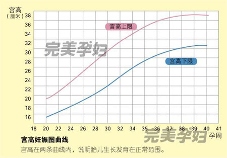 net生妊娠宫高曲线图