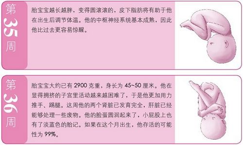 孕9月:胎宝宝在练习出生姿势