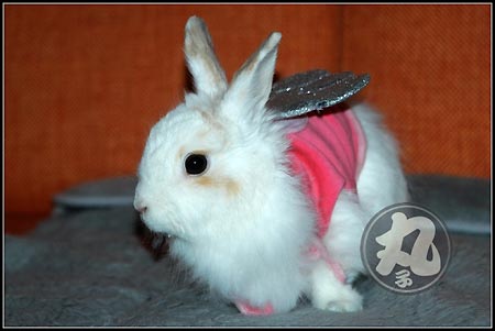 组图丸子家长翅膀的兔兔8