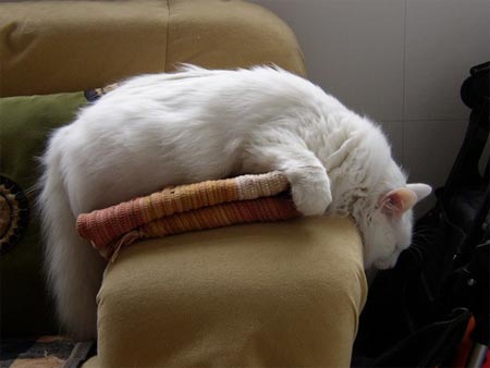 组图:周大咪百无聊赖的上午(2)