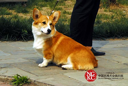 中国十大名犬图片