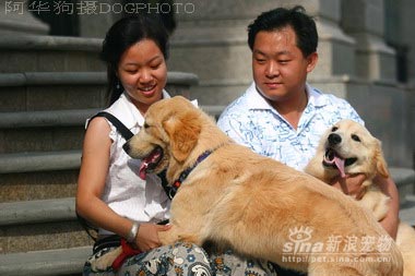 組圖:兩帥氣金毛的全家福(8)_新浪生活_新浪網