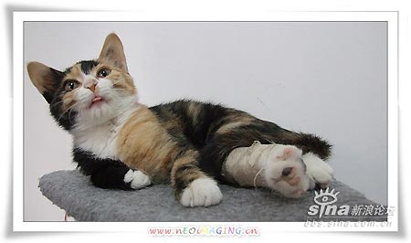 其它 正文  这个是一个朋友救助的流浪猫小婵,这个名字是我取的.