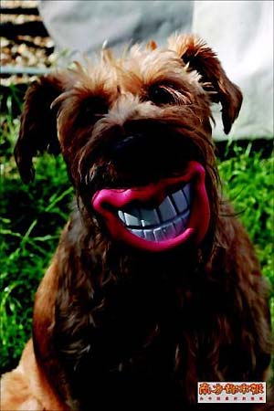 微笑狗的真正原版图片图片