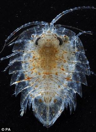 均十分缓慢,极易受过度捕捞的伤害生活在南极海洋深处的沙蚤筐蛇尾