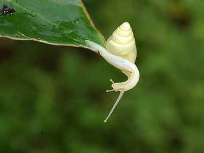 globus albidus),南亚蜗牛科,在台湾有人根据其种名称为"白高腰蜗牛"