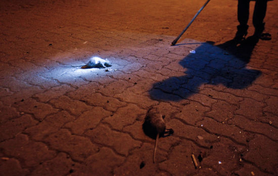 印度夜间捕鼠人的生活(组图)