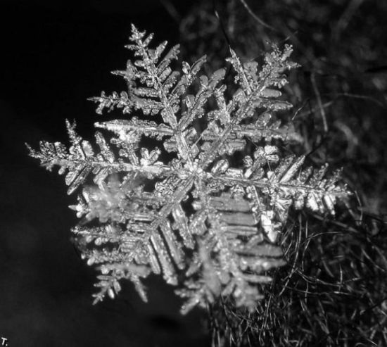 让微小的雪花现形高清图