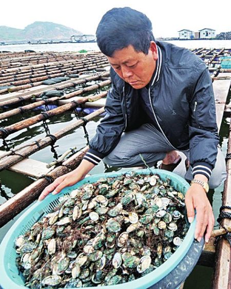 赤潮重创福建平潭鲍鱼养殖