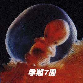 怀孕7周胎儿图片