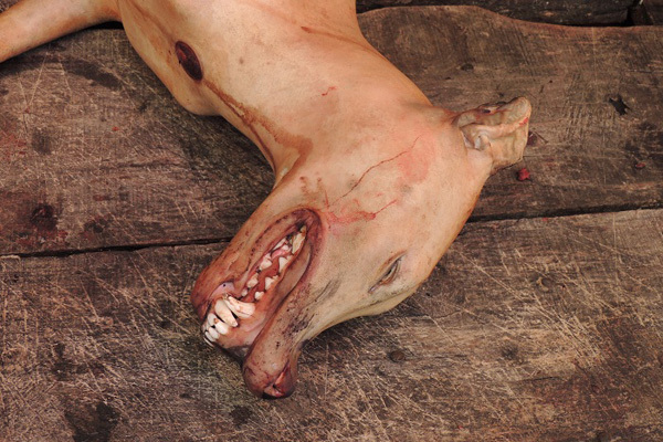 新浪直击:爱狗人士赴玉林最大狗肉市场"超度"