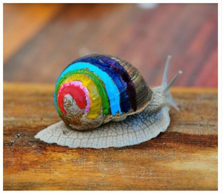 蜗牛壳上画漂亮图案保平安