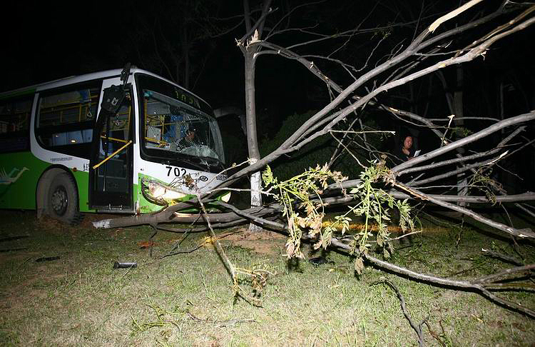 图文:冲向路边的公交车将大树撞倒