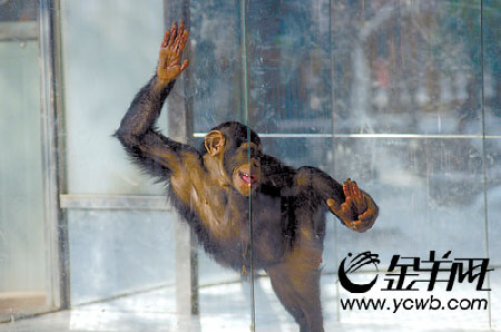 猩猩举手走路图片图片