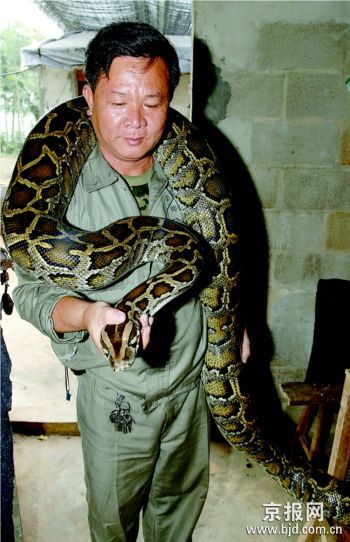 养殖蟒蛇效益千万