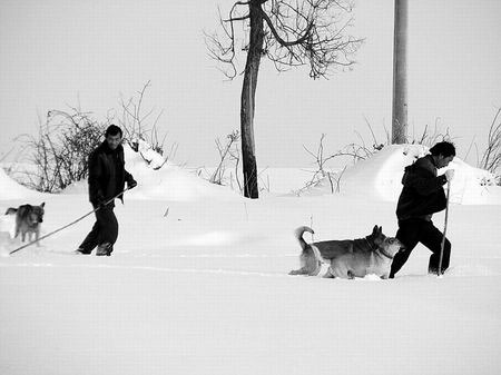 河南駐馬店山民趁雪打獵 帶狗獵殺野生動物