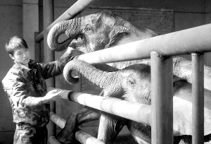 两只非洲小象结束"闭关"