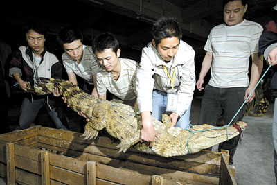 3只泰国湾鳄重庆安家